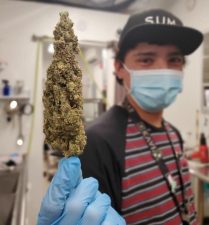 Locally Grown & Processed bud tender holding a nug